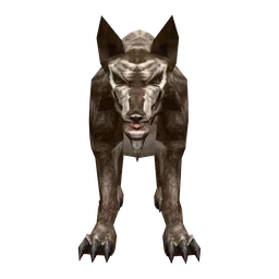 Gray Wolf